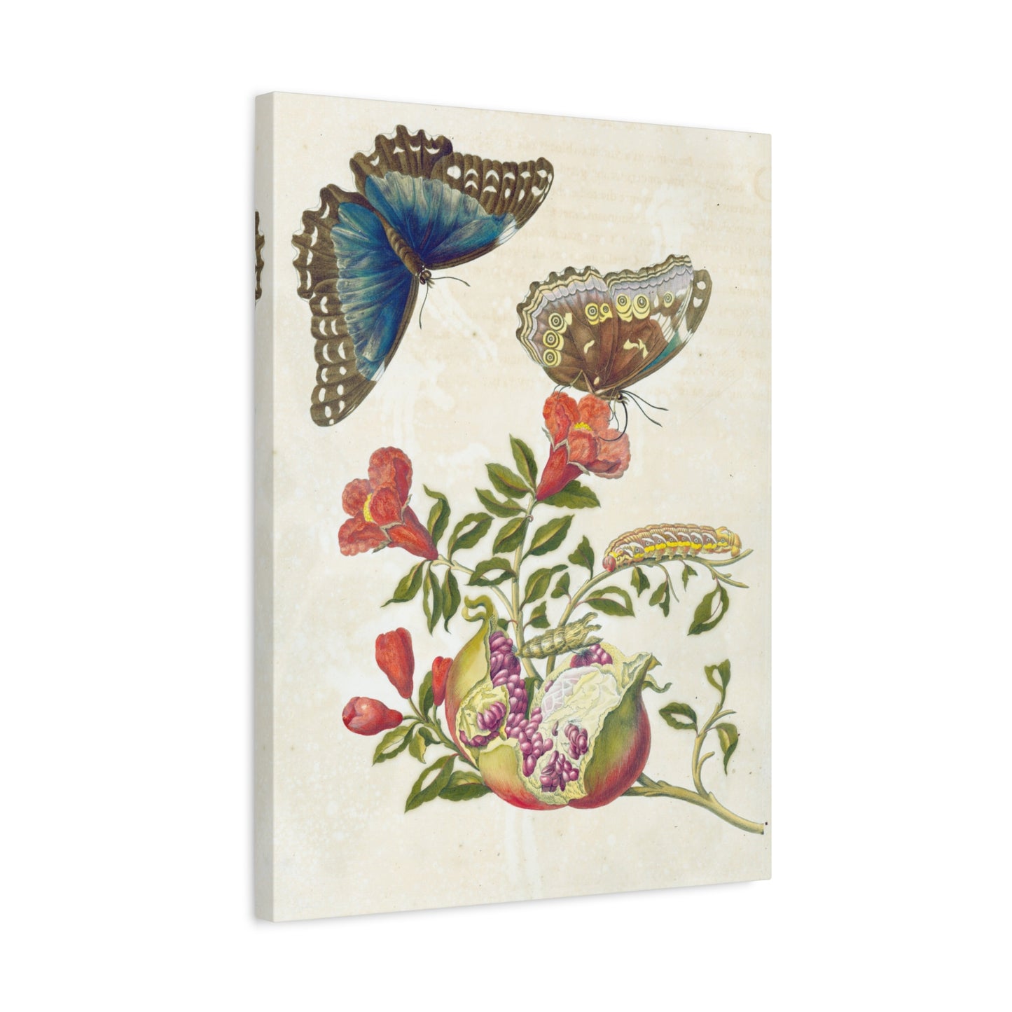 Metamorphosis Insectorum Surinamensium - Maria Sibylla Merian - Stretched Canvas Print