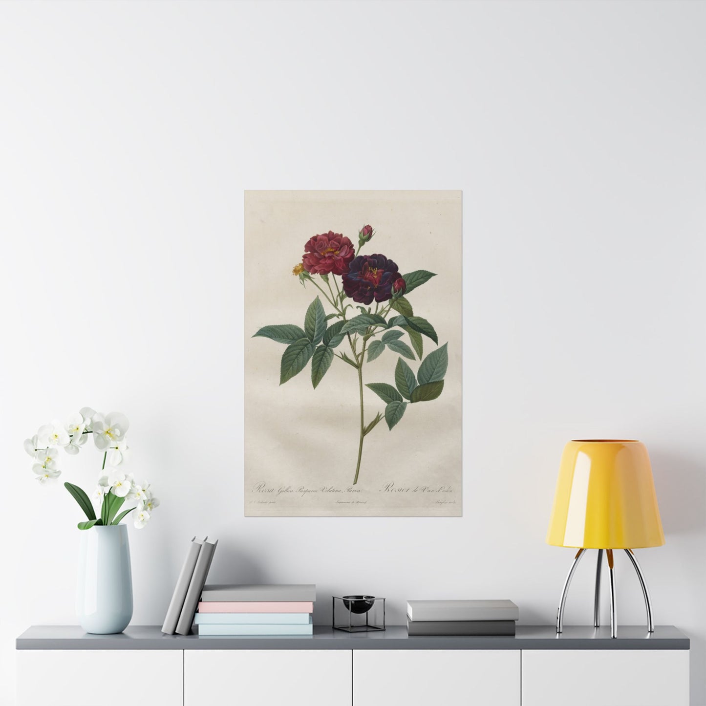Rosa Gallica Purpurea Velutina Parva (Rosier de Van-Eeden) - Pierre-Joseph Redouté - Wall Poster Print