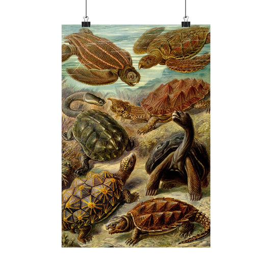 Chelonia (Sea Turtles & Tortoises) - Ernst Haeckel (1904) - Wall Poster Print