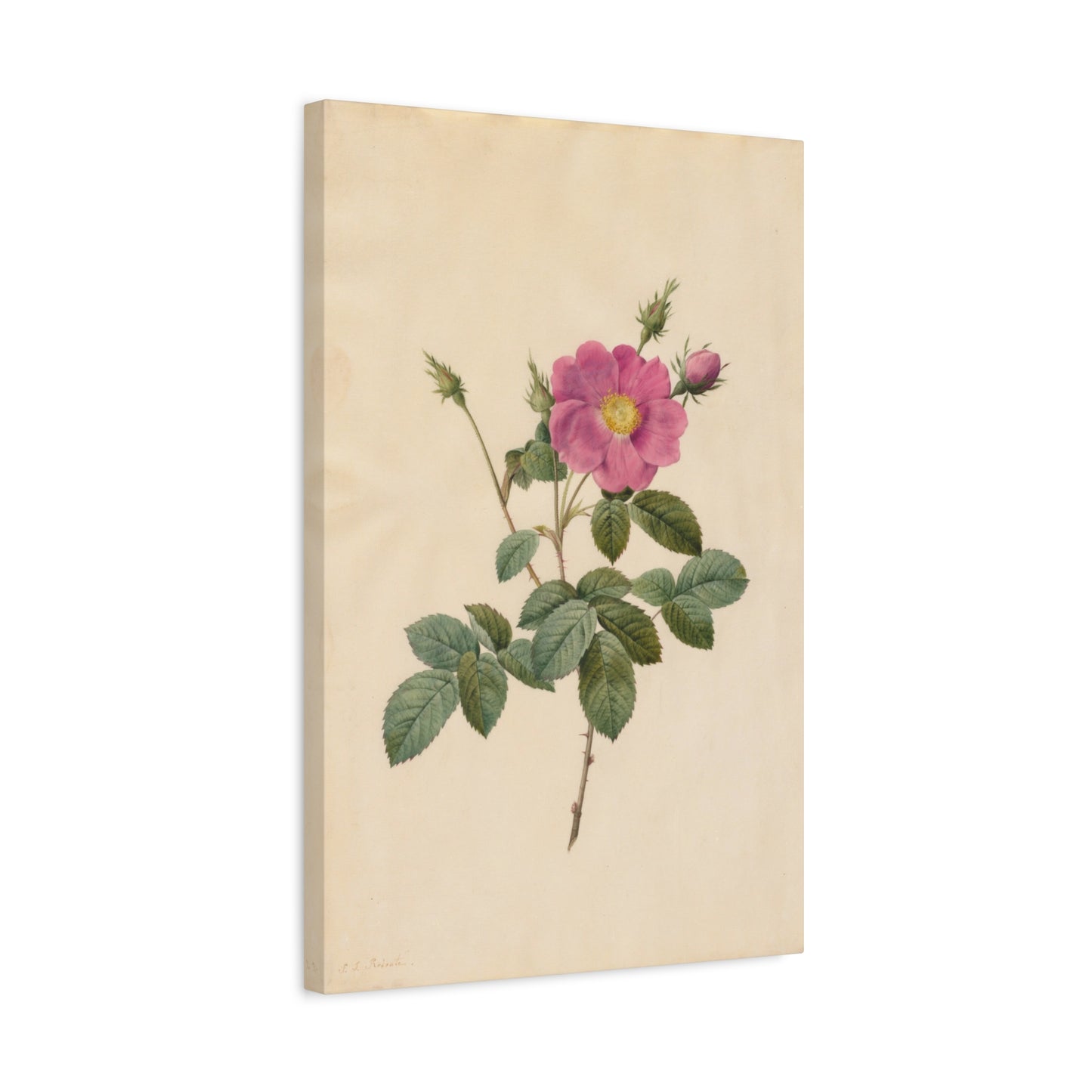 Cabbage Rose (Rosa Centifolia Simplex) - Pierre-Joseph Redouté - Stretched Canvas Print