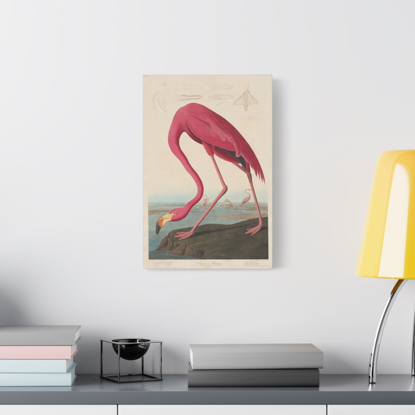 American Flamingo (Birds of America) - John James Audubon - Stretched Canvas Print