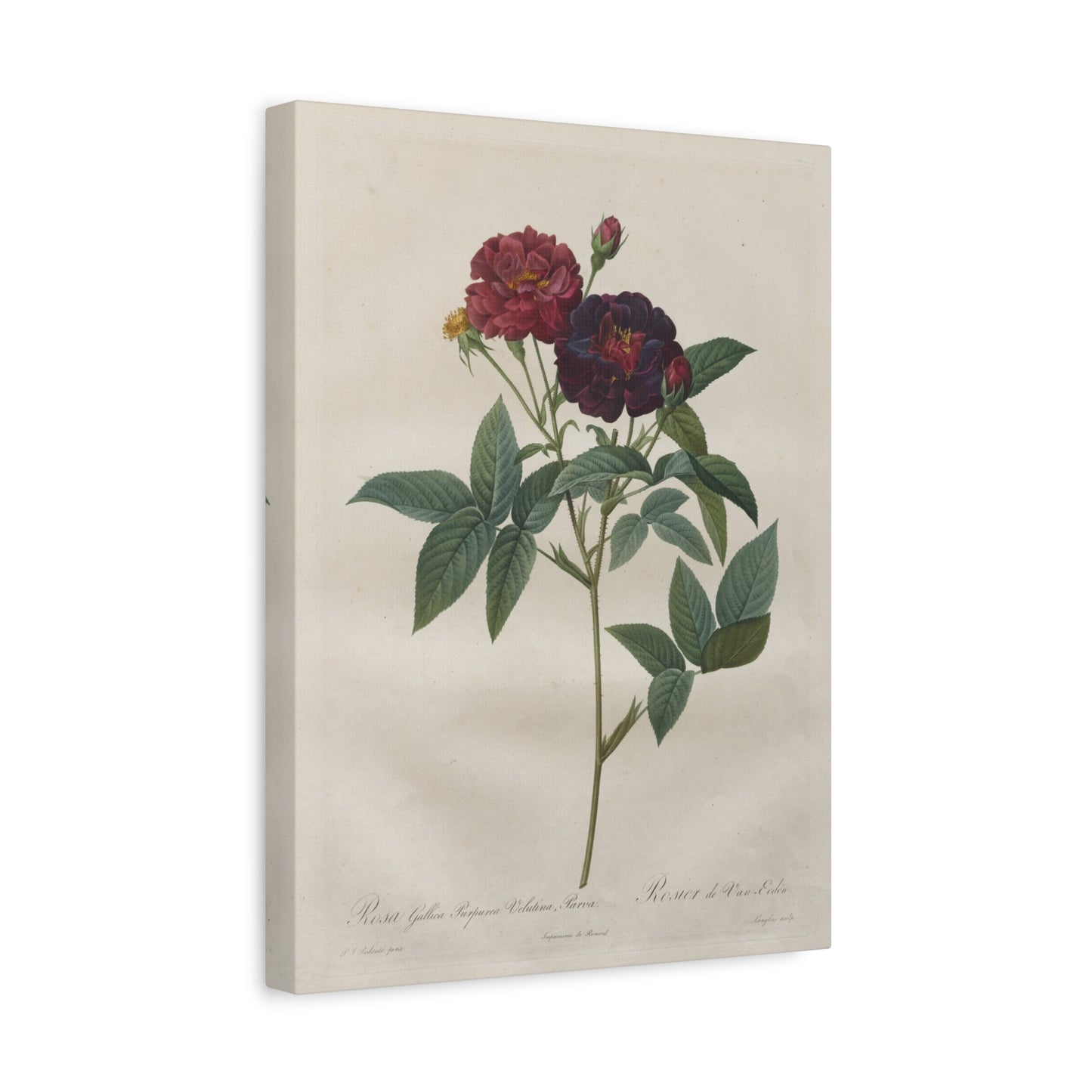 Rosa Gallica Purpurea Velutina Parva (Rosier de Van-Eeden) - Pierre-Joseph Redouté - Stretched Canvas Print