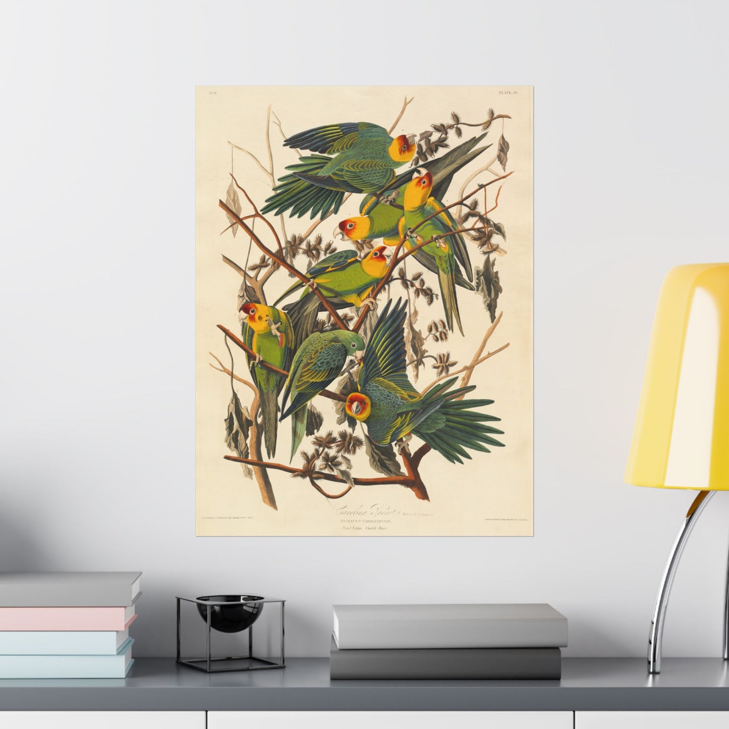Carolina Parakeet (Birds of America) - John James Audubon - Wall Poster Print
