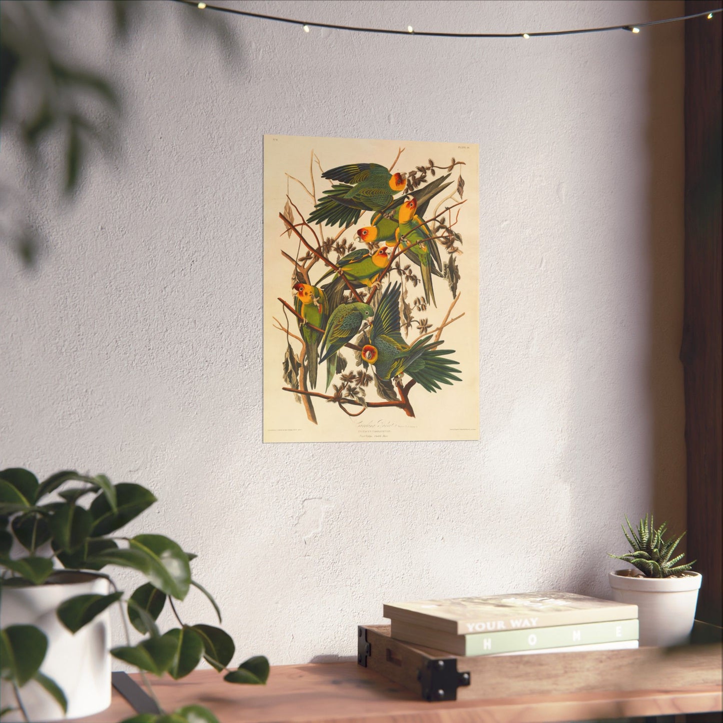 Carolina Parakeet (Birds of America) - John James Audubon - Wall Poster Print