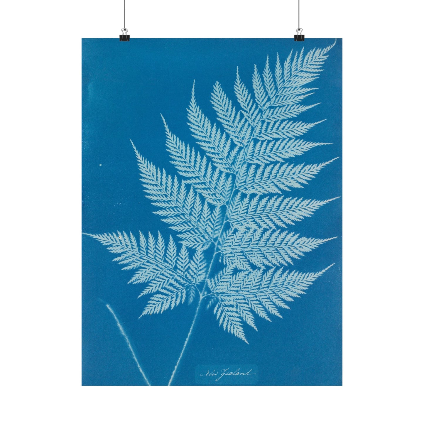 New Zealand Fern Cyanotype - Anna Atkins - Wall Poster Print