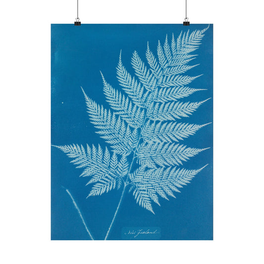 New Zealand Fern Cyanotype - Anna Atkins - Wall Poster Print