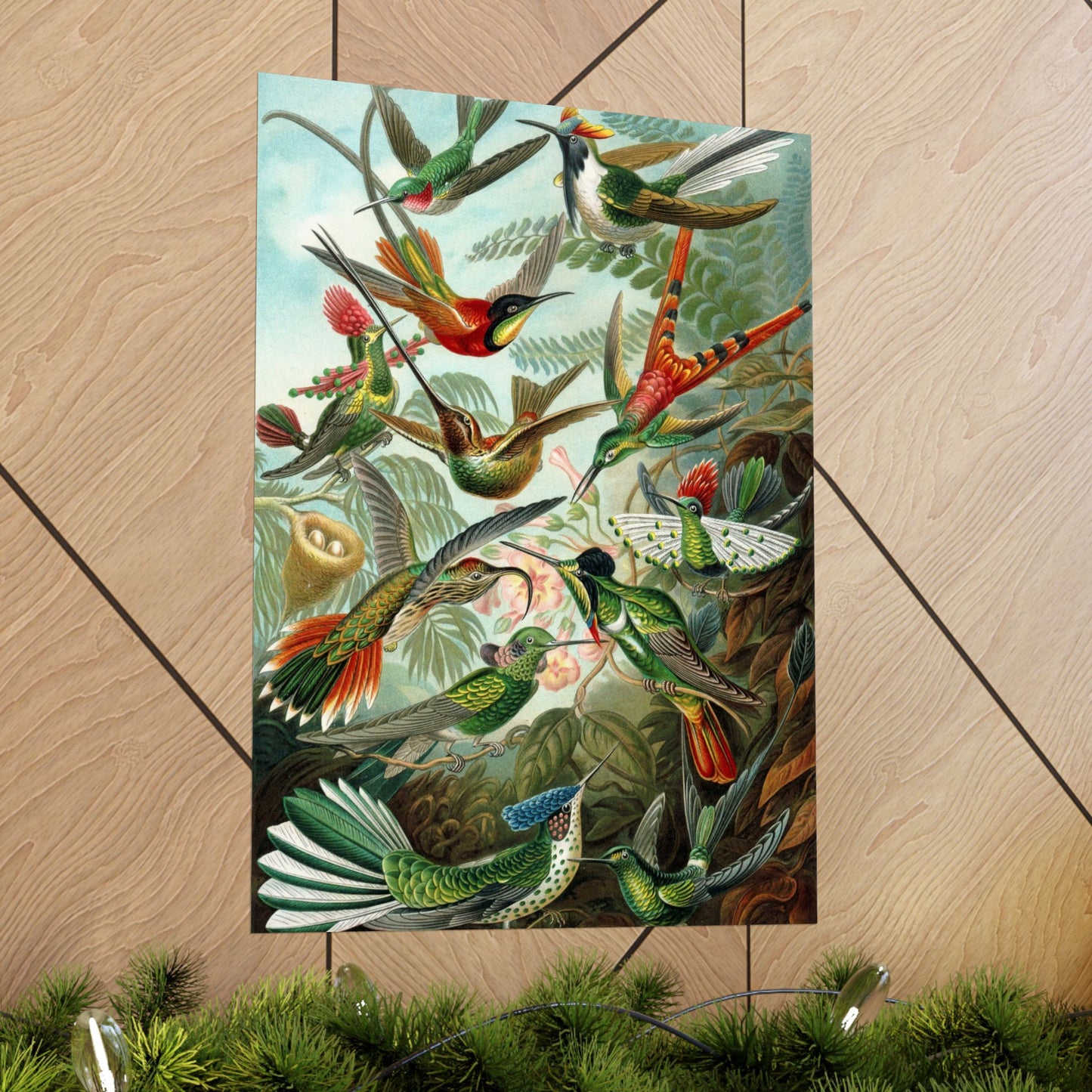 Trochilidae (Hummingbirds) - Ernst Haeckel (1904) - Wall Poster Print