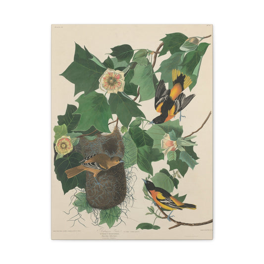 Baltimore Oriole (Birds of America) - John James Audubon - Stretched Canvas Print