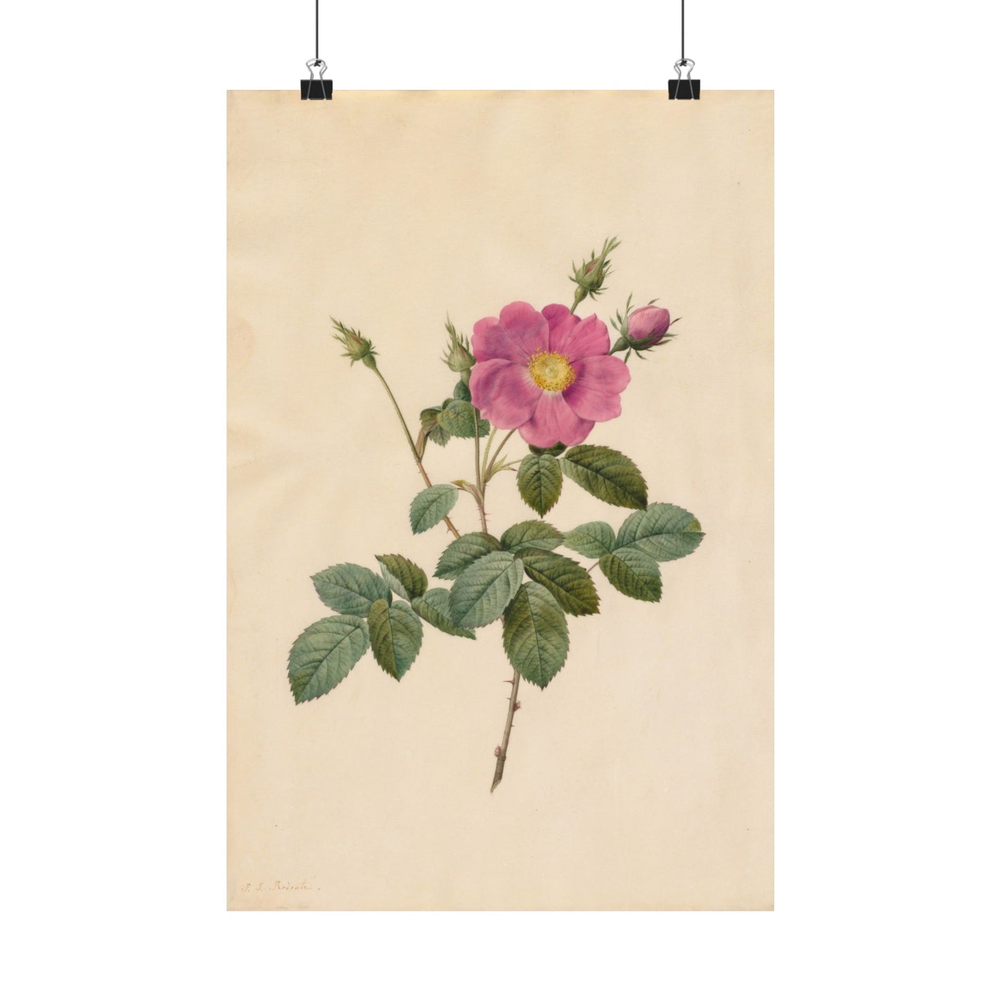 Cabbage Rose (Rosa Centifolia Simplex) - Pierre-Joseph Redouté - Wall Poster Print