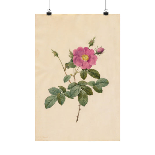 Cabbage Rose (Rosa Centifolia Simplex) - Pierre-Joseph Redouté - Wall Poster Print