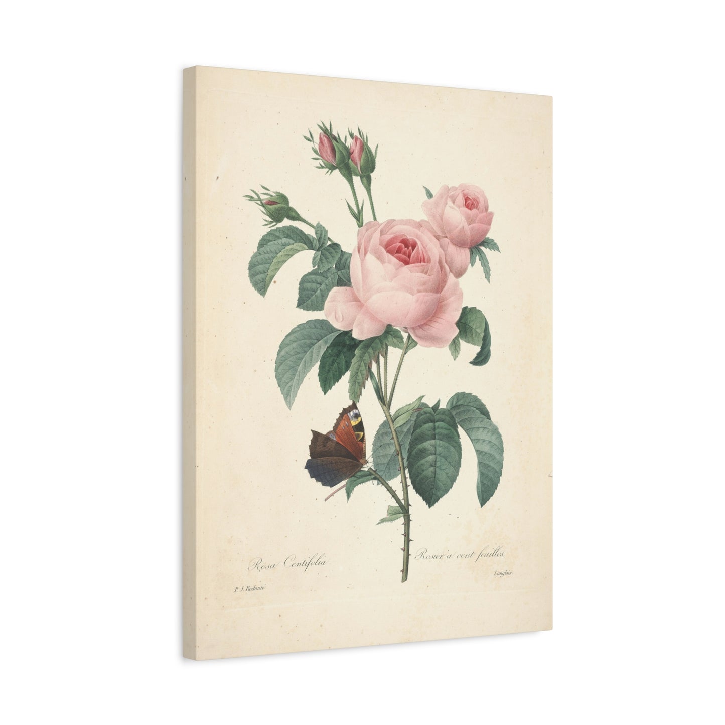 Rosa Centifolia (Rosier à cent feuilles) - Pierre-Joseph Redouté - Stretched Canvas Print