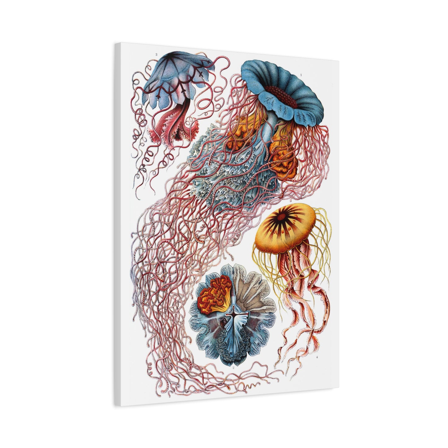 Discomedusae (Jellyfish) - Ernst Haeckel (1904) - Stretched Canvas Print