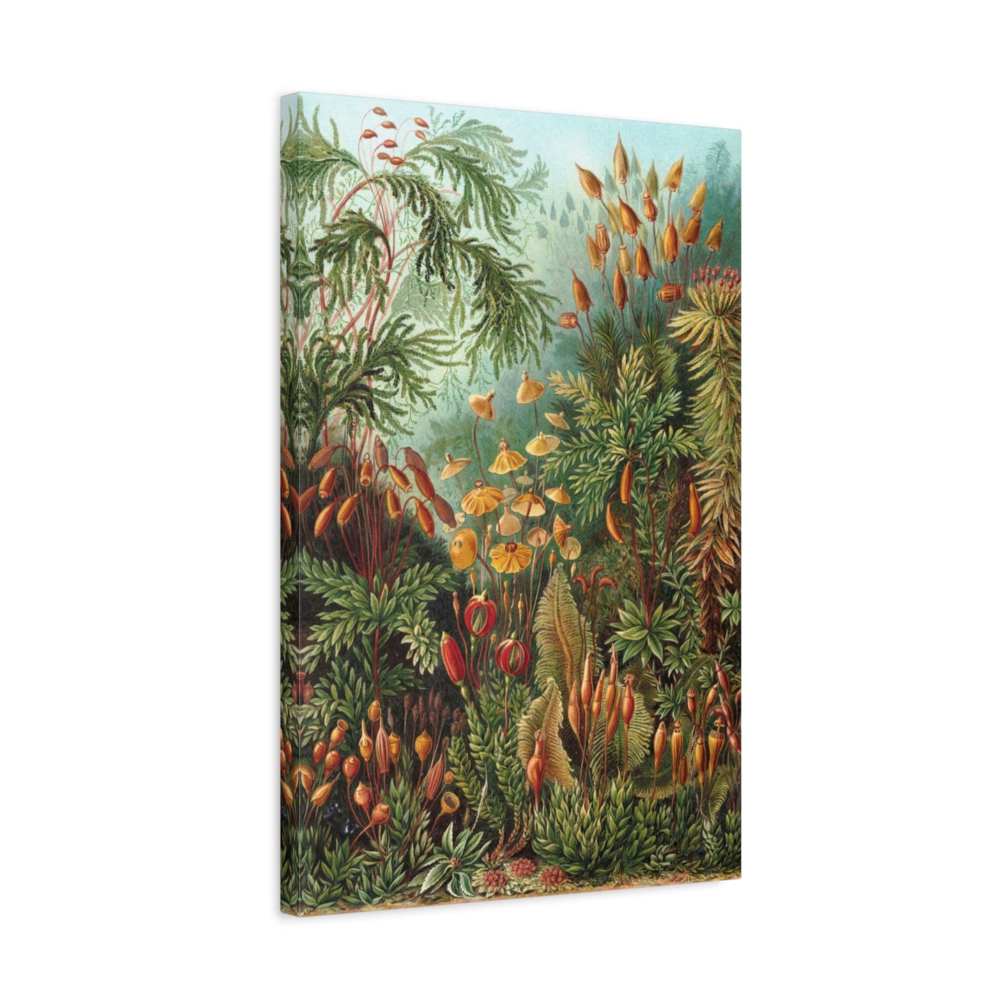 Muscinae (Mosses) - Ernst Haeckel (1904) - Stretched Canvas Print