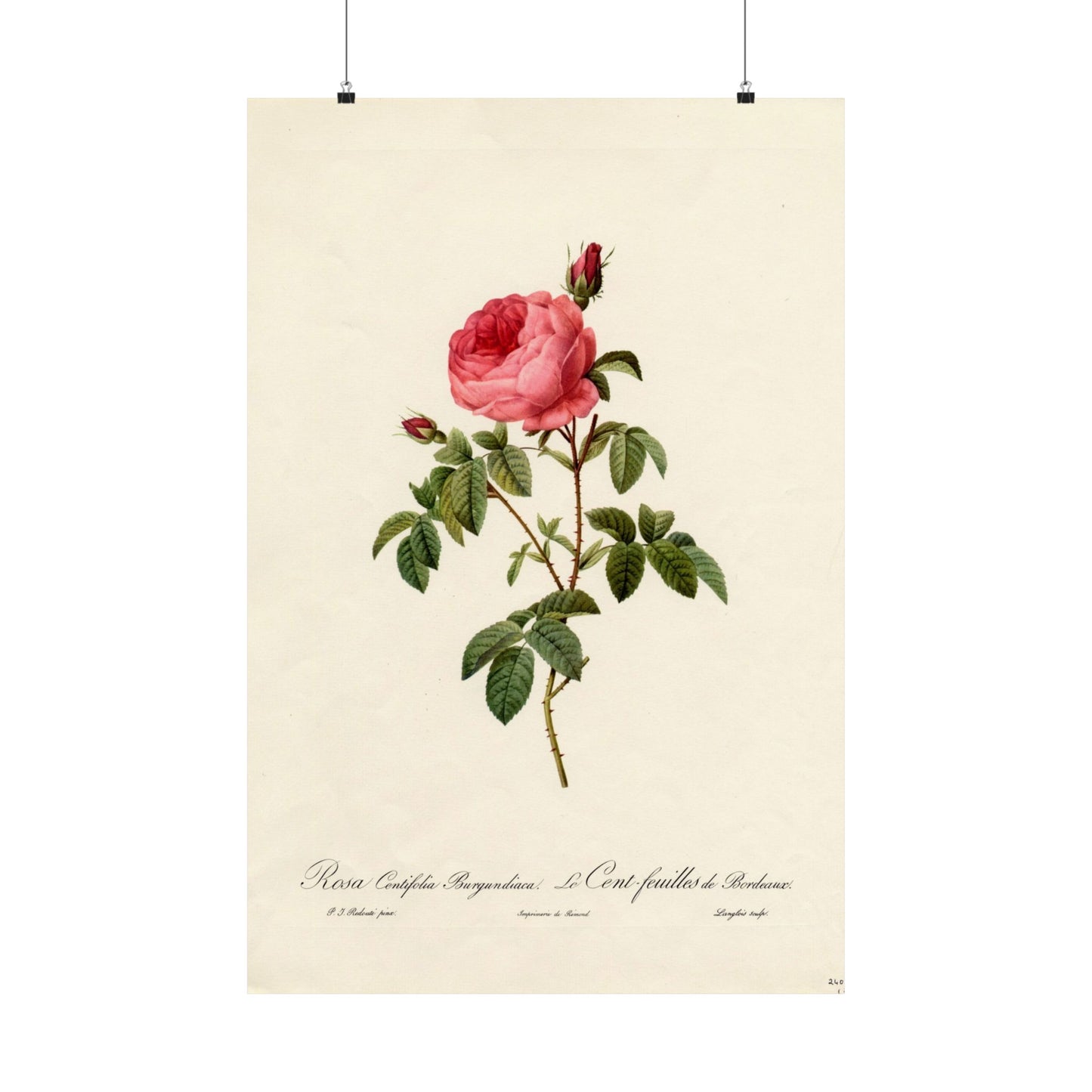 Rosa Centifolia Burgundiaca (Le Cent-feuilles de Bordeaux) - Pierre-Joseph Redouté - Wall Poster Print