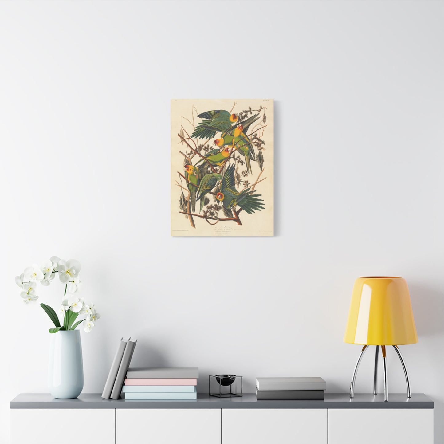 Carolina Parakeet (Birds of America) - John James Audubon - Stretched Canvas Print