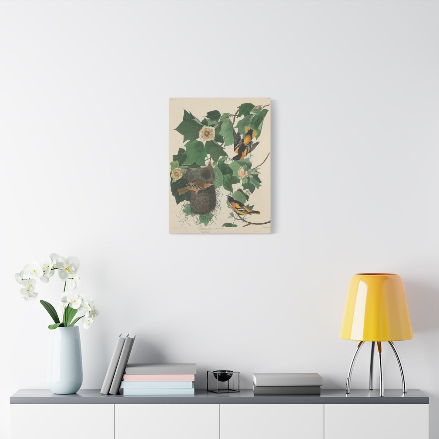 Baltimore Oriole (Birds of America) - John James Audubon - Stretched Canvas Print