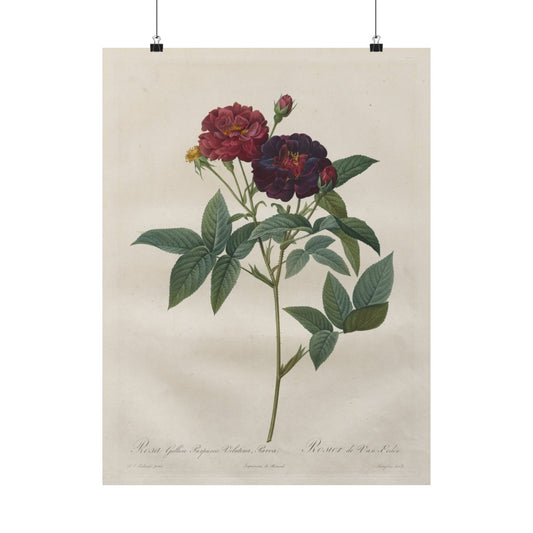 Rosa Gallica Purpurea Velutina Parva (Rosier de Van-Eeden) - Pierre-Joseph Redouté - Wall Poster Print