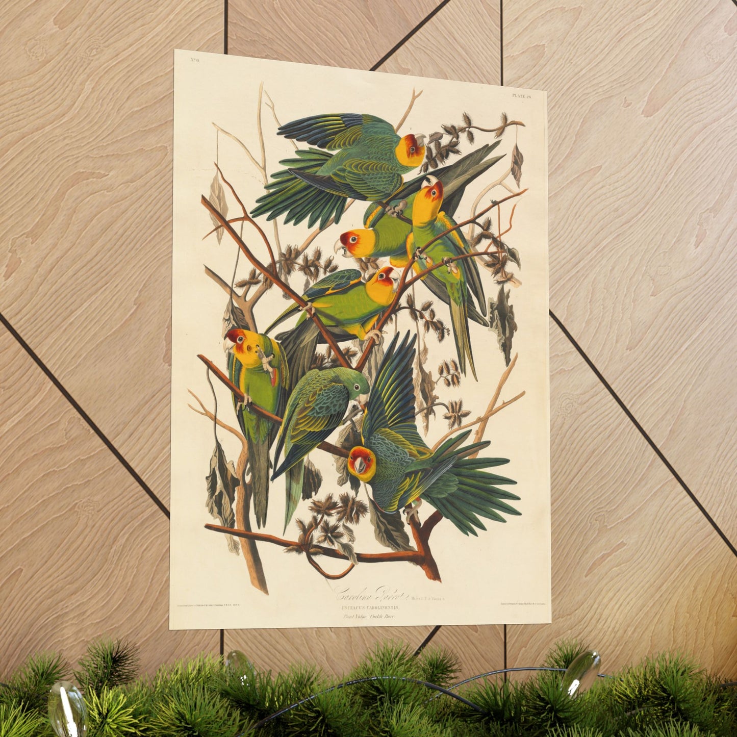 Carolina Parakeet (Birds of America) - John James Audubon - Wall Poster Print