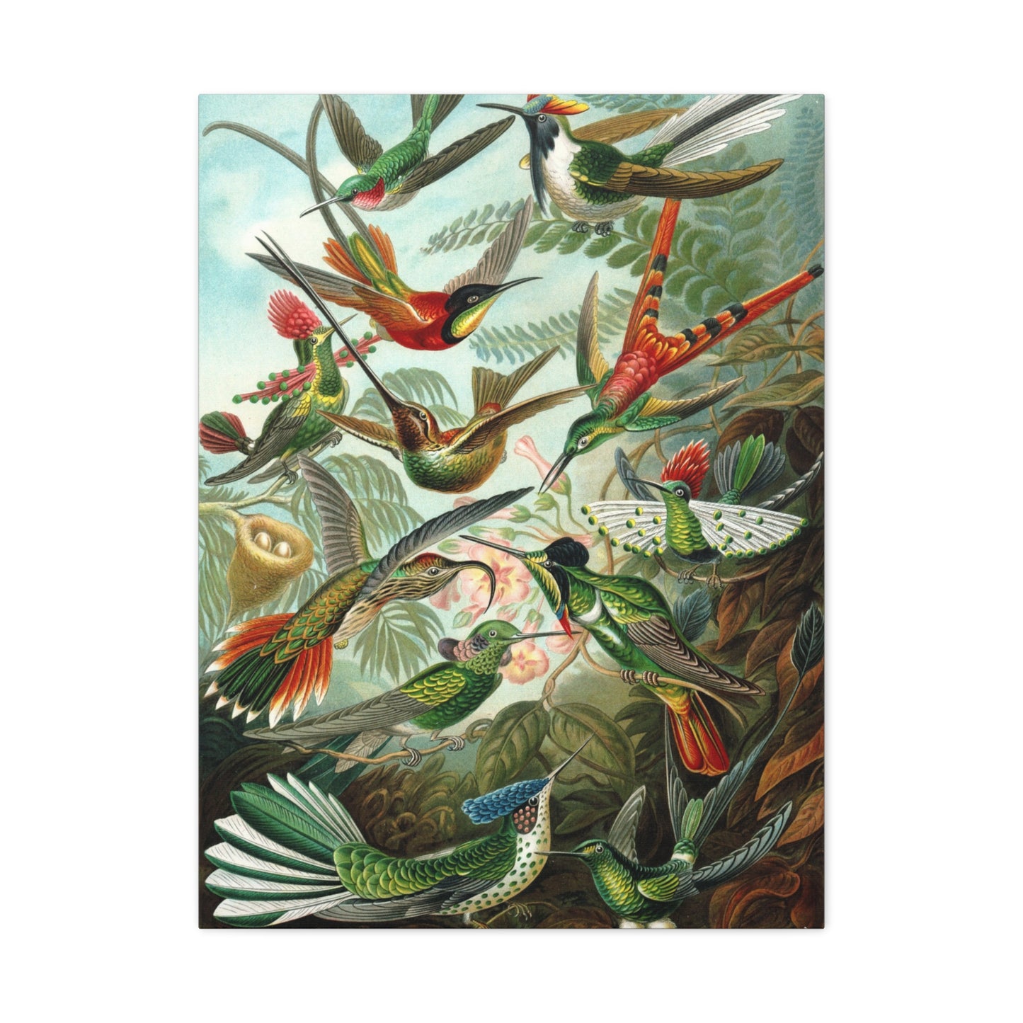 Trochilidae (Hummingbirds) - Ernst Haeckel (1904) - Stretched Canvas Print