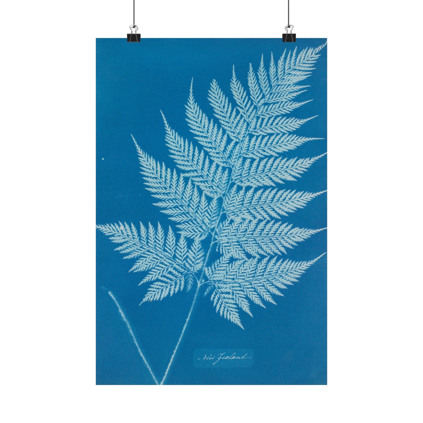 New Zealand Fern Cyanotype - Anna Atkins - Wall Poster Print