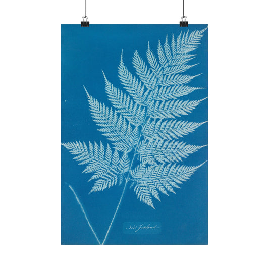 New Zealand Fern Cyanotype - Anna Atkins - Wall Poster Print