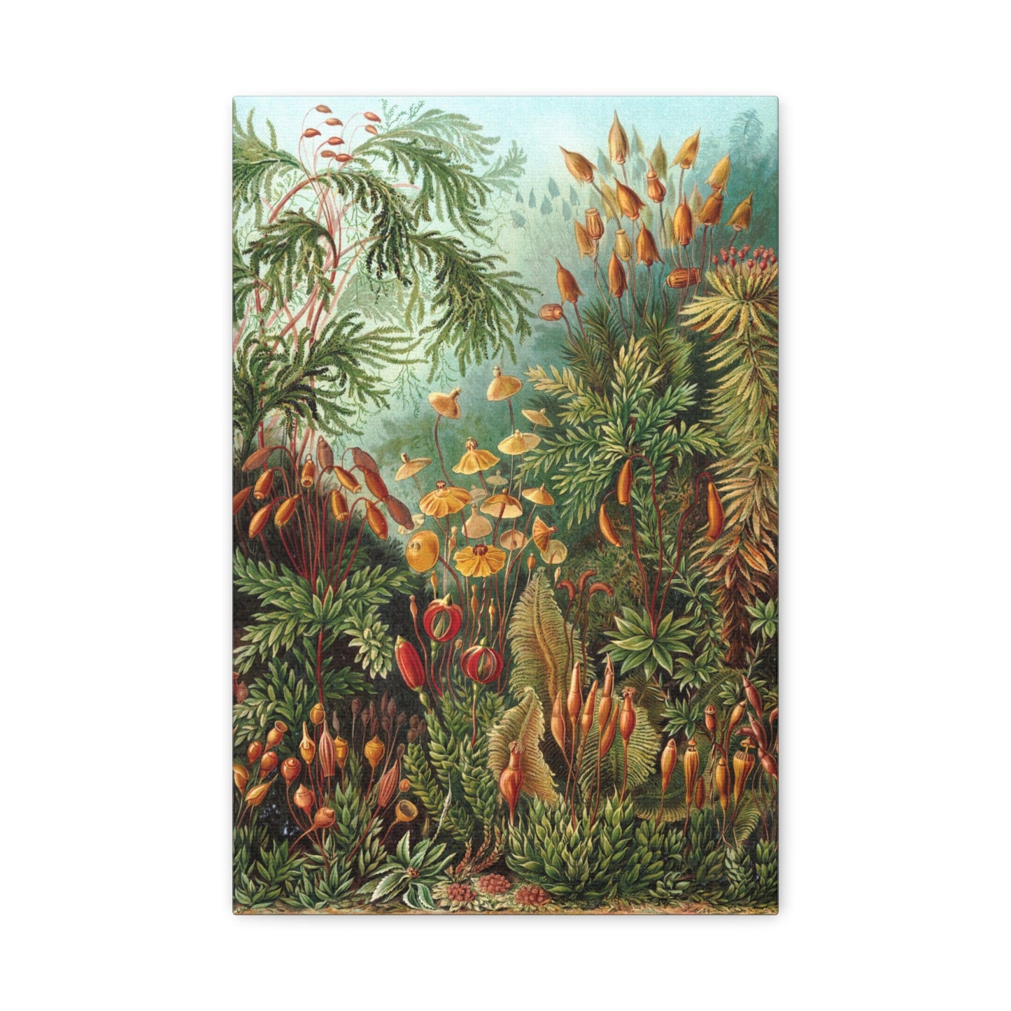 Muscinae (Mosses) - Ernst Haeckel (1904) - Stretched Canvas Print