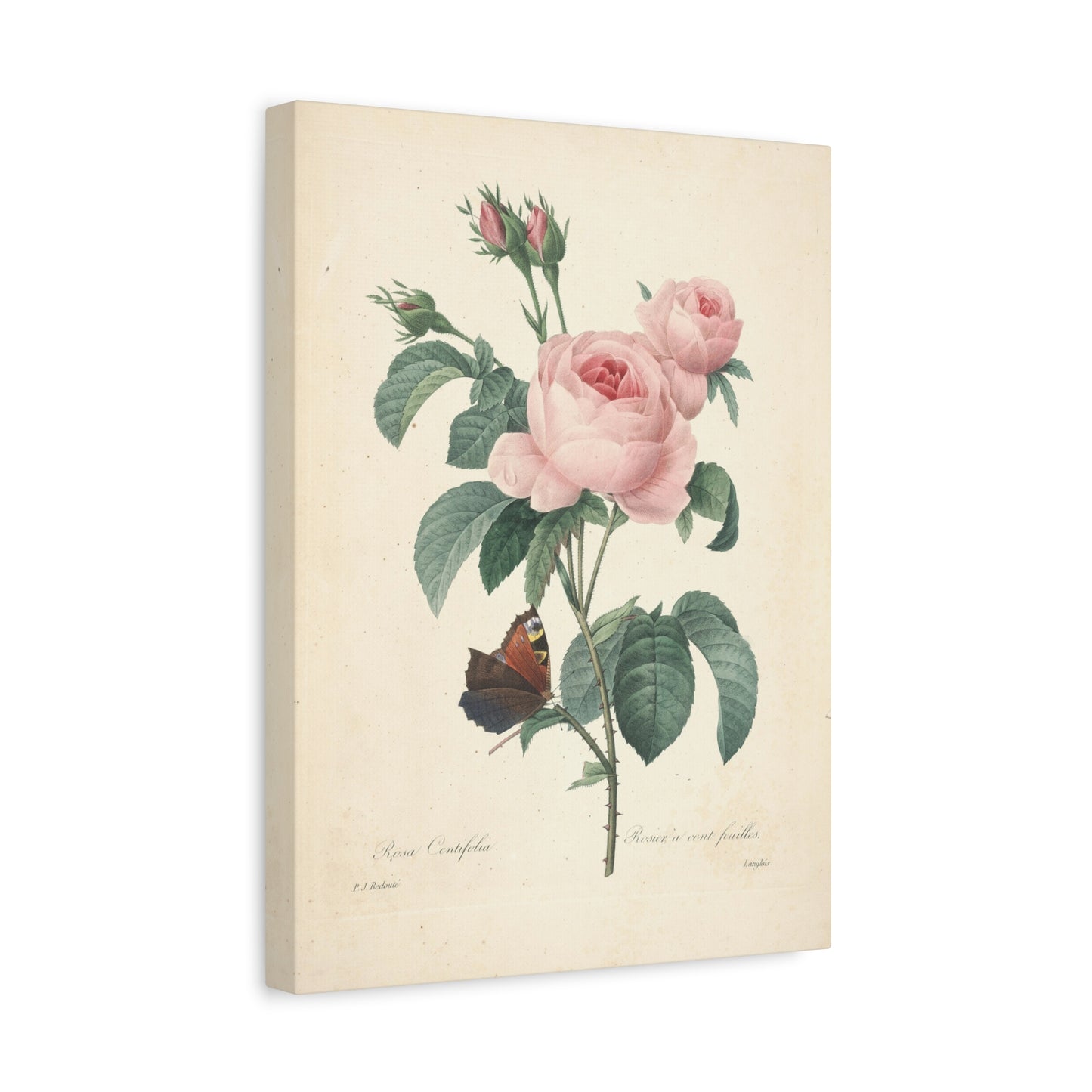 Rosa Centifolia (Rosier à cent feuilles) - Pierre-Joseph Redouté - Stretched Canvas Print