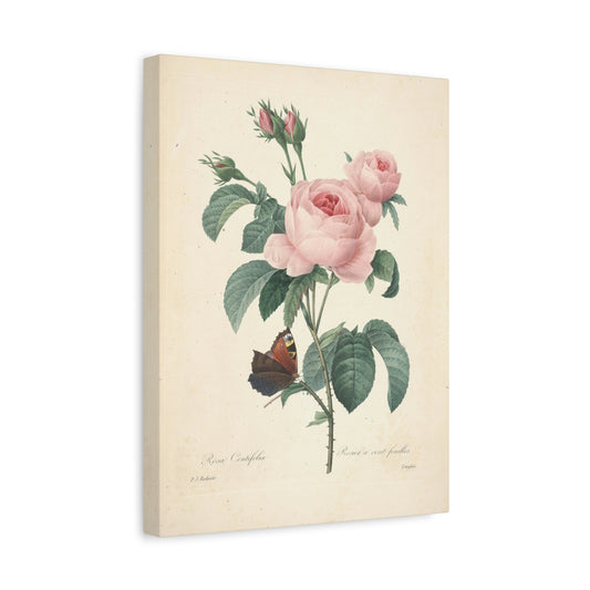 Rosa Centifolia (Rosier à cent feuilles) - Pierre-Joseph Redouté - Stretched Canvas Print