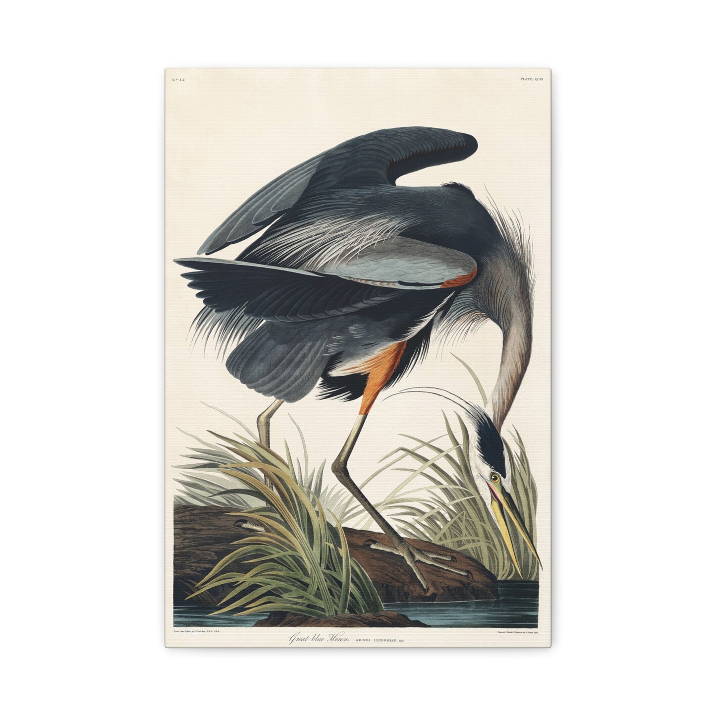 Great Blue Heron (Birds of America) - John James Audubon - Stretched Canvas Print