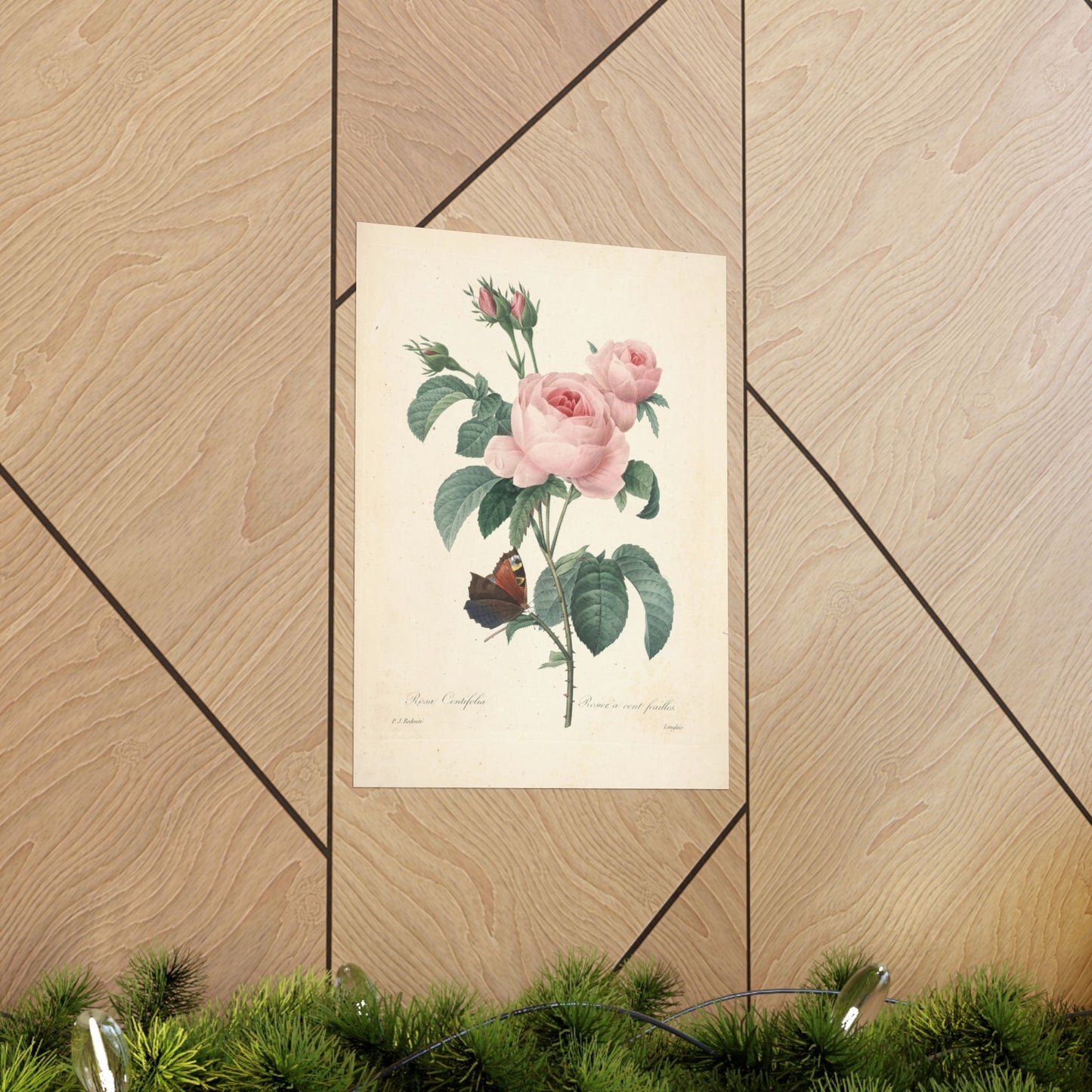 Rosa Centifolia (Rosier à cent feuilles) - Pierre-Joseph Redouté - Wall Poster Print