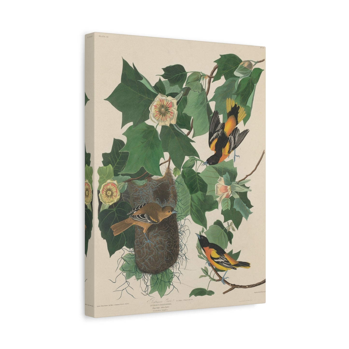 Baltimore Oriole (Birds of America) - John James Audubon - Stretched Canvas Print