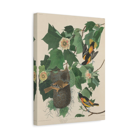 Baltimore Oriole (Birds of America) - John James Audubon - Stretched Canvas Print