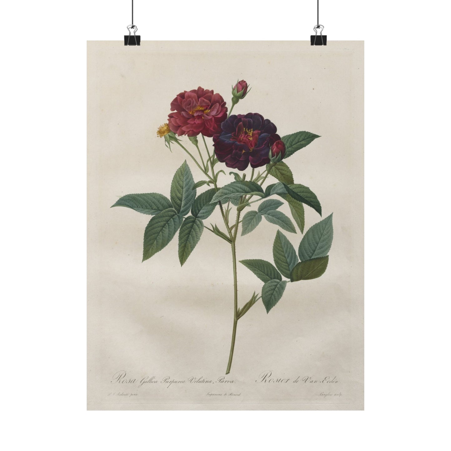 Rosa Gallica Purpurea Velutina Parva (Rosier de Van-Eeden) - Pierre-Joseph Redouté - Wall Poster Print