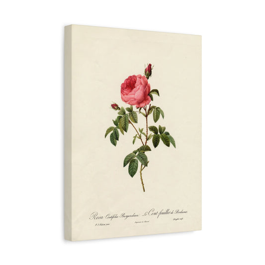 Rosa Centifolia Burgundiaca (Le Cent-feuilles de Bordeaux) - Pierre-Joseph Redouté - Stretched Canvas Print