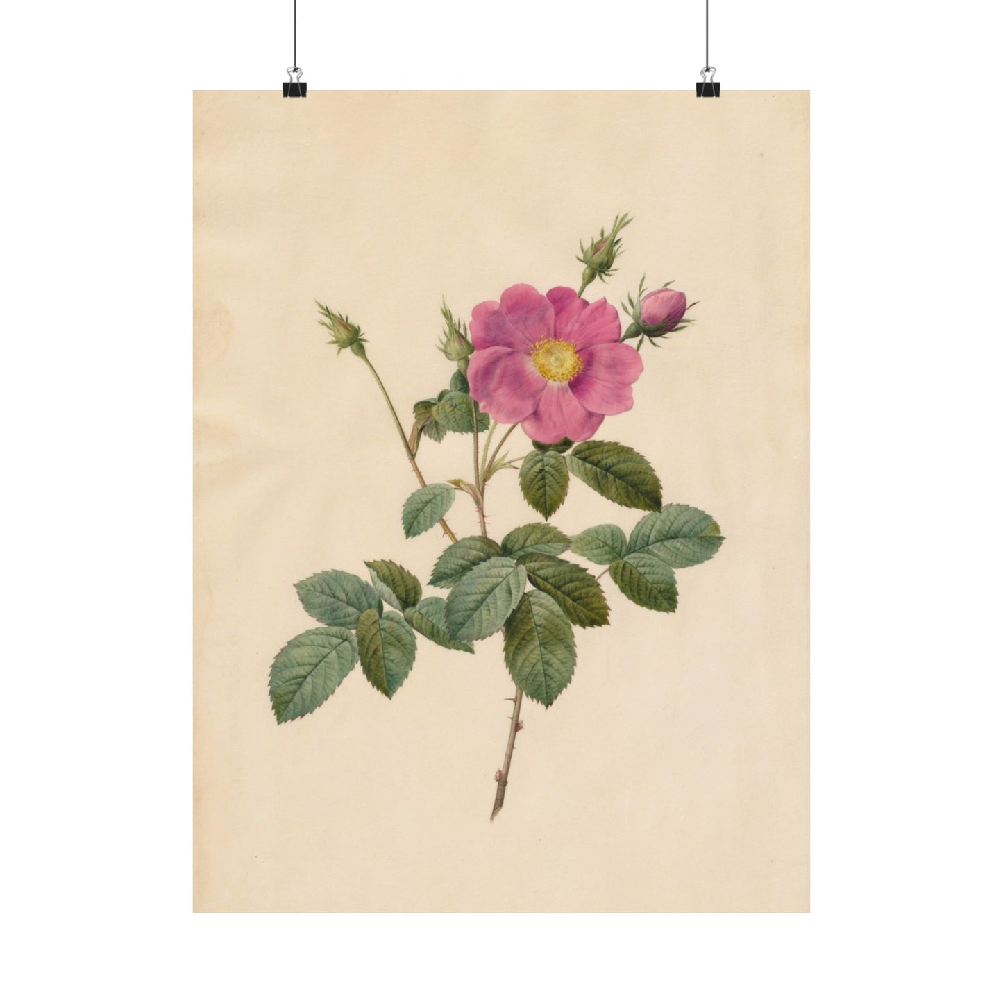 Cabbage Rose (Rosa Centifolia Simplex) - Pierre-Joseph Redouté - Wall Poster Print