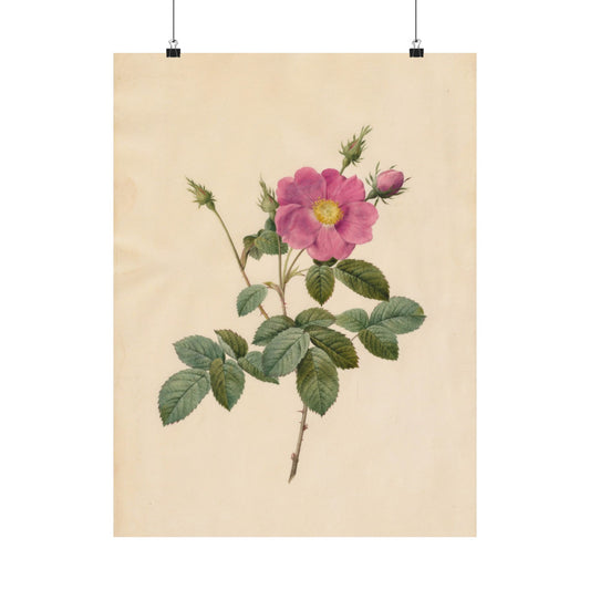 Cabbage Rose (Rosa Centifolia Simplex) - Pierre-Joseph Redouté - Wall Poster Print