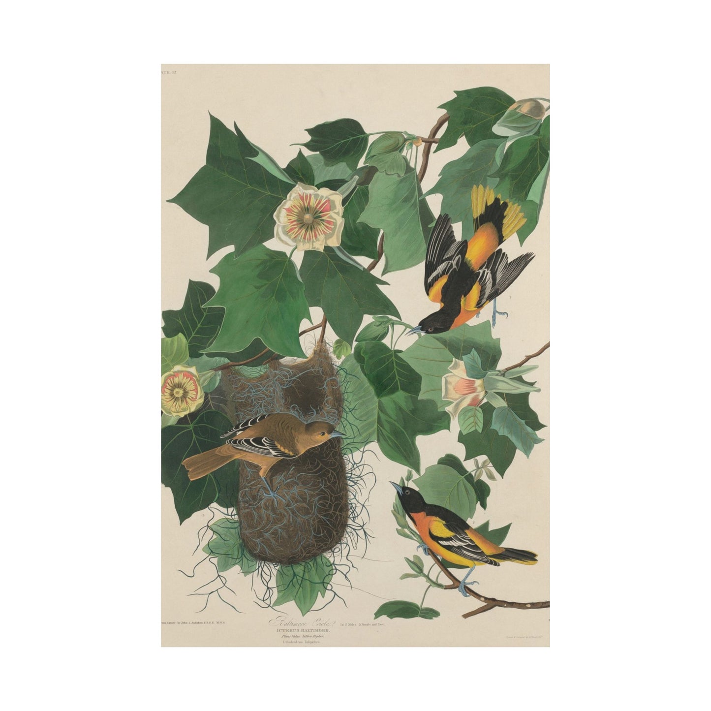 Baltimore Oriole (Birds of America) - John James Audubon - Wall Poster Print