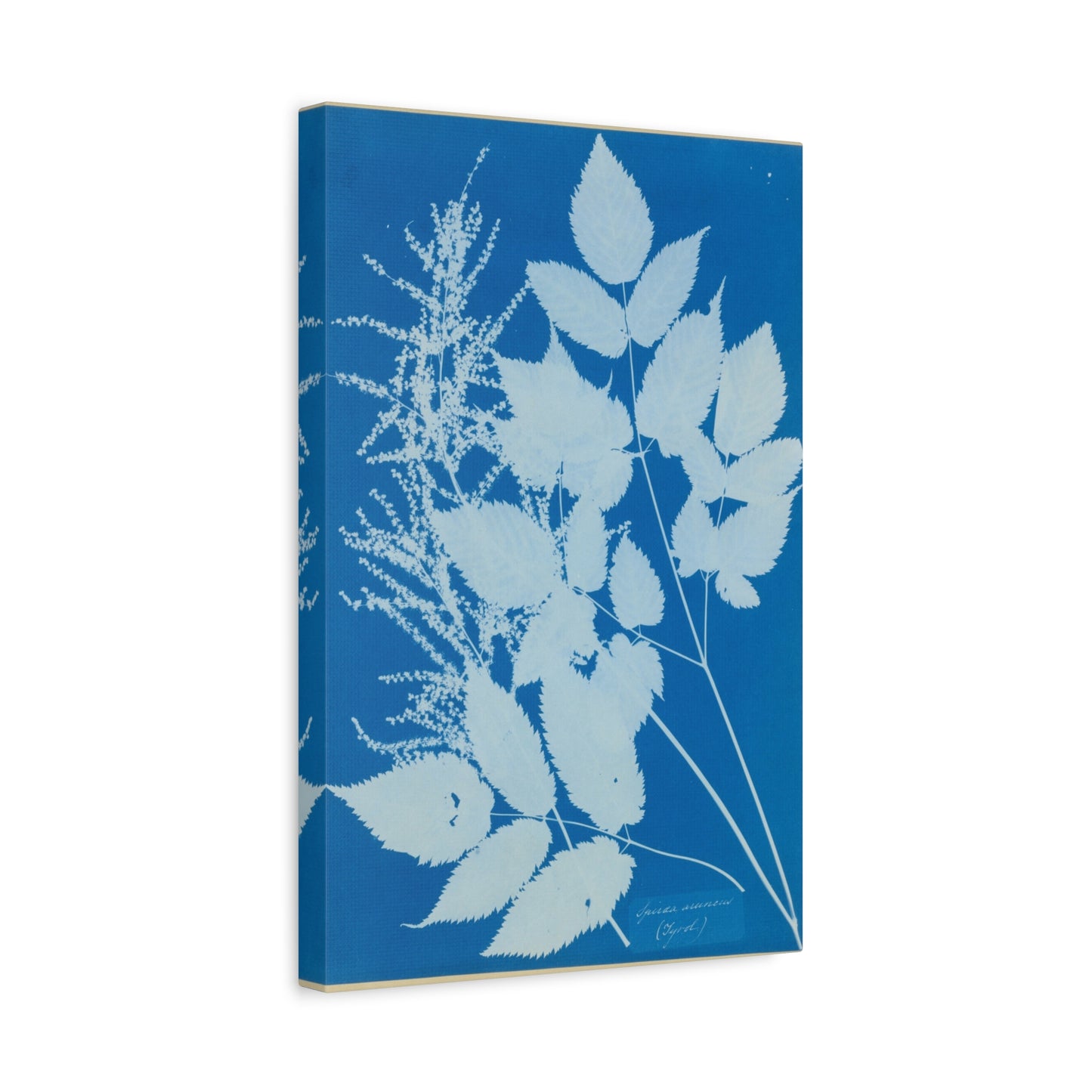 Spiraea Aruncus (Tyrol) Cyanotype - Anna Atkins - Stretched Canvas Print