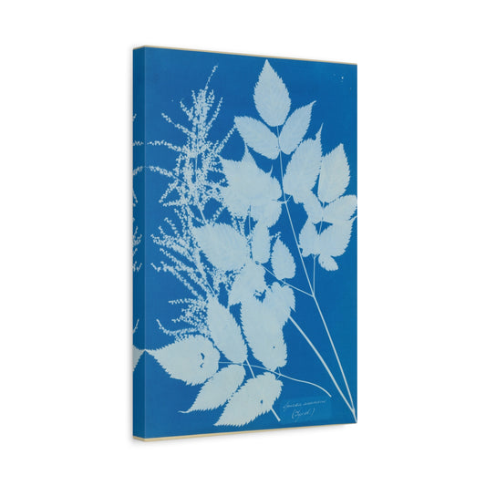 Spiraea Aruncus (Tyrol) Cyanotype - Anna Atkins - Stretched Canvas Print