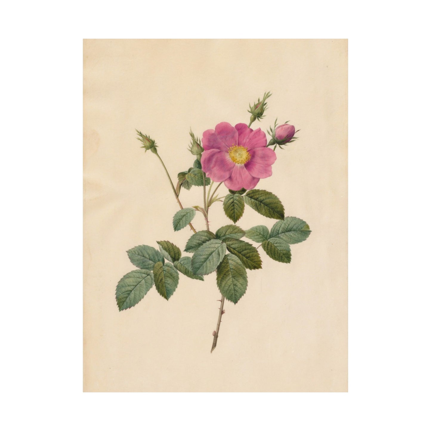 Cabbage Rose (Rosa Centifolia Simplex) - Pierre-Joseph Redouté - Wall Poster Print