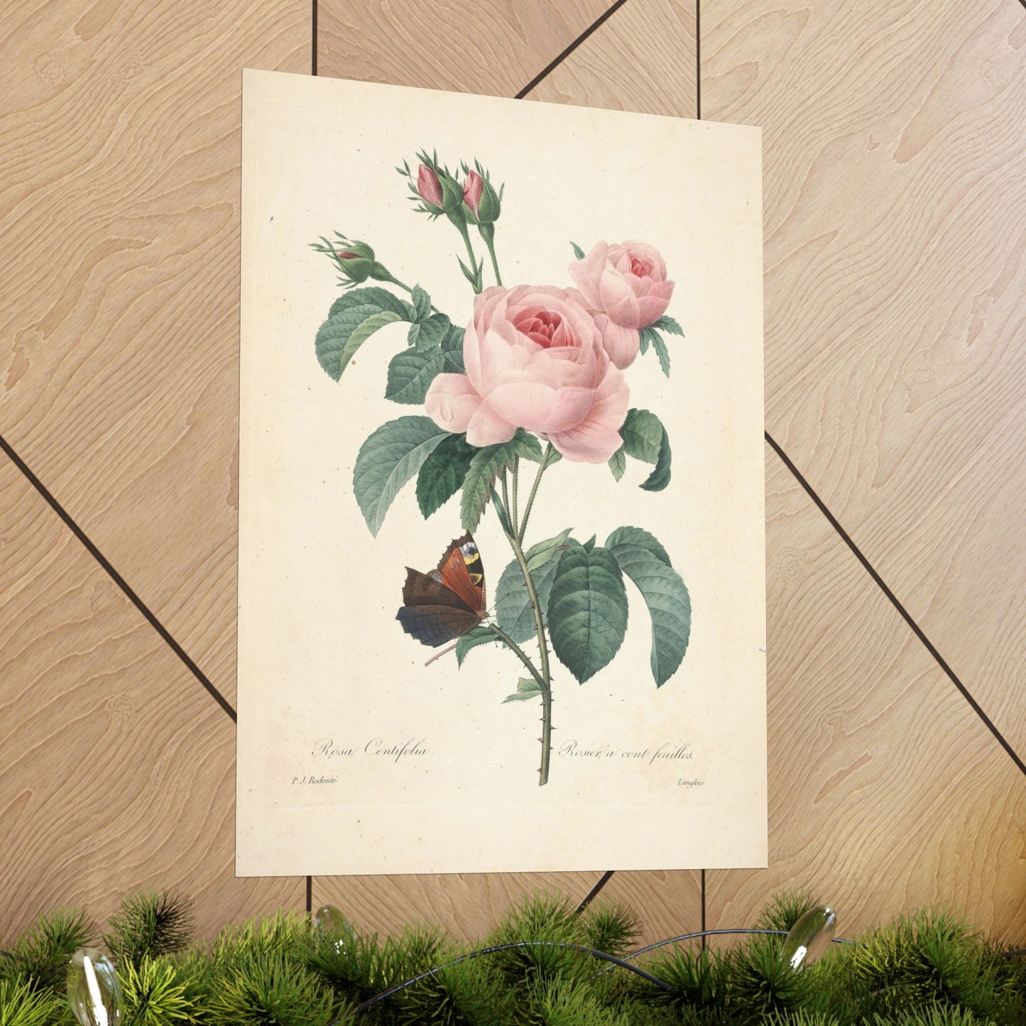 Rosa Centifolia (Rosier à cent feuilles) - Pierre-Joseph Redouté - Wall Poster Print