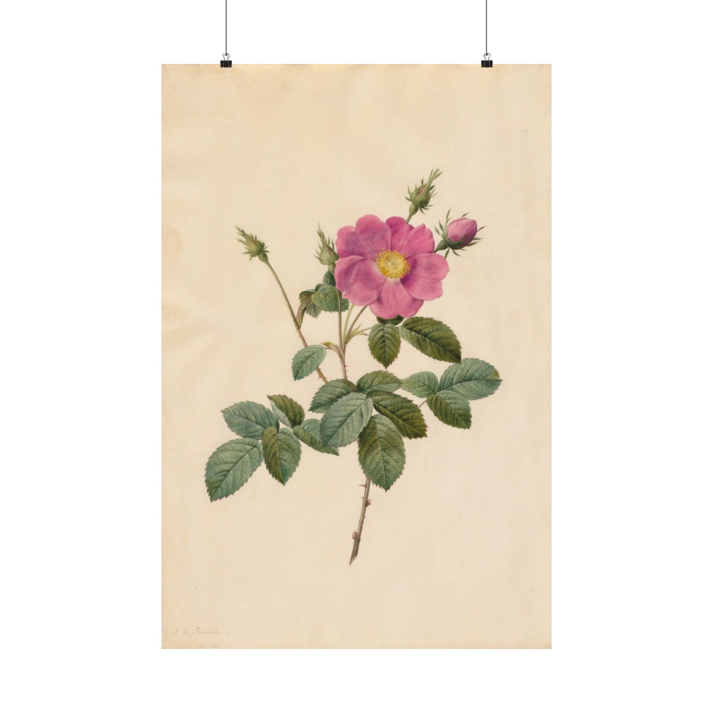 Cabbage Rose (Rosa Centifolia Simplex) - Pierre-Joseph Redouté - Wall Poster Print