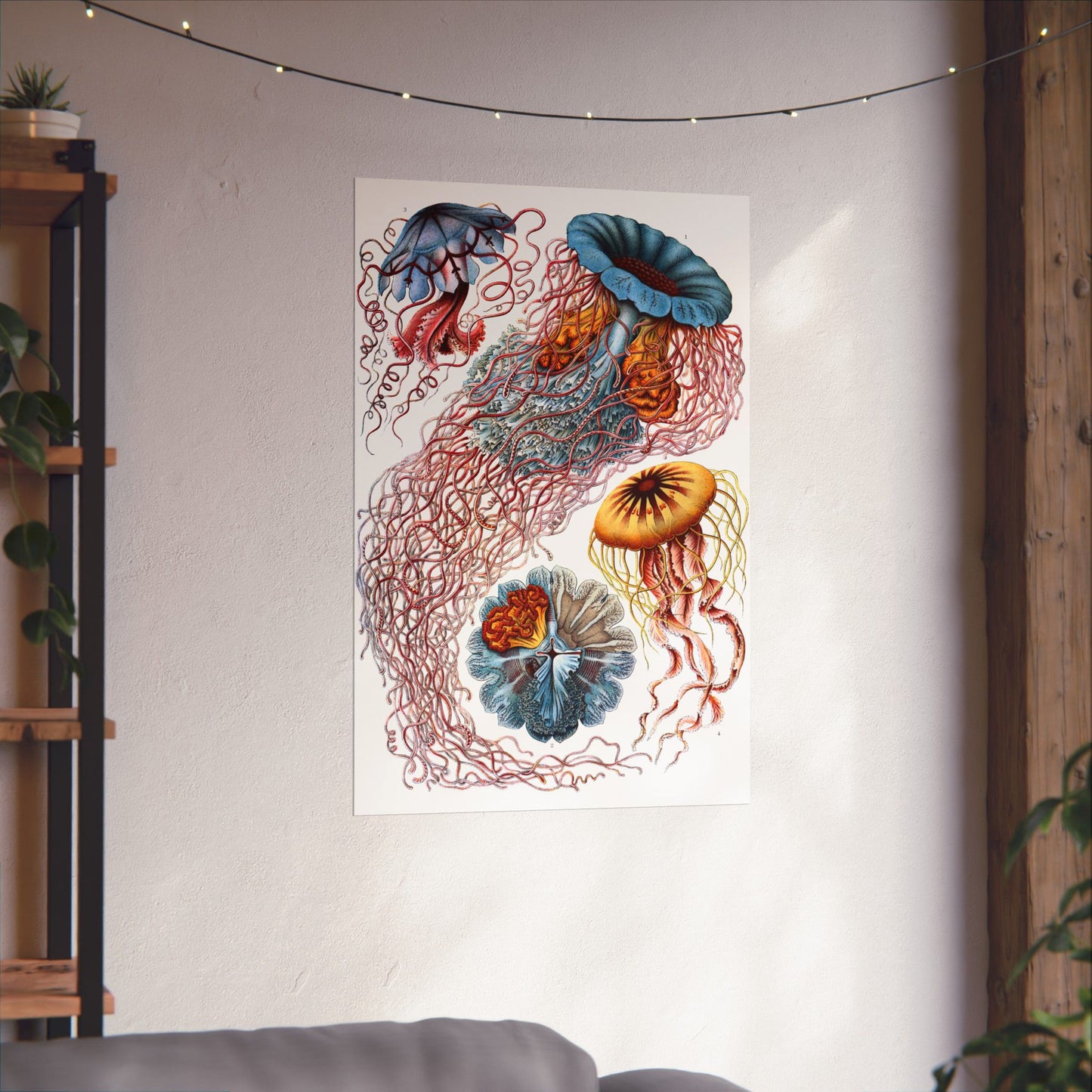 Discomedusae (Jellyfish) - Ernst Haeckel (1904) - Wall Poster Print