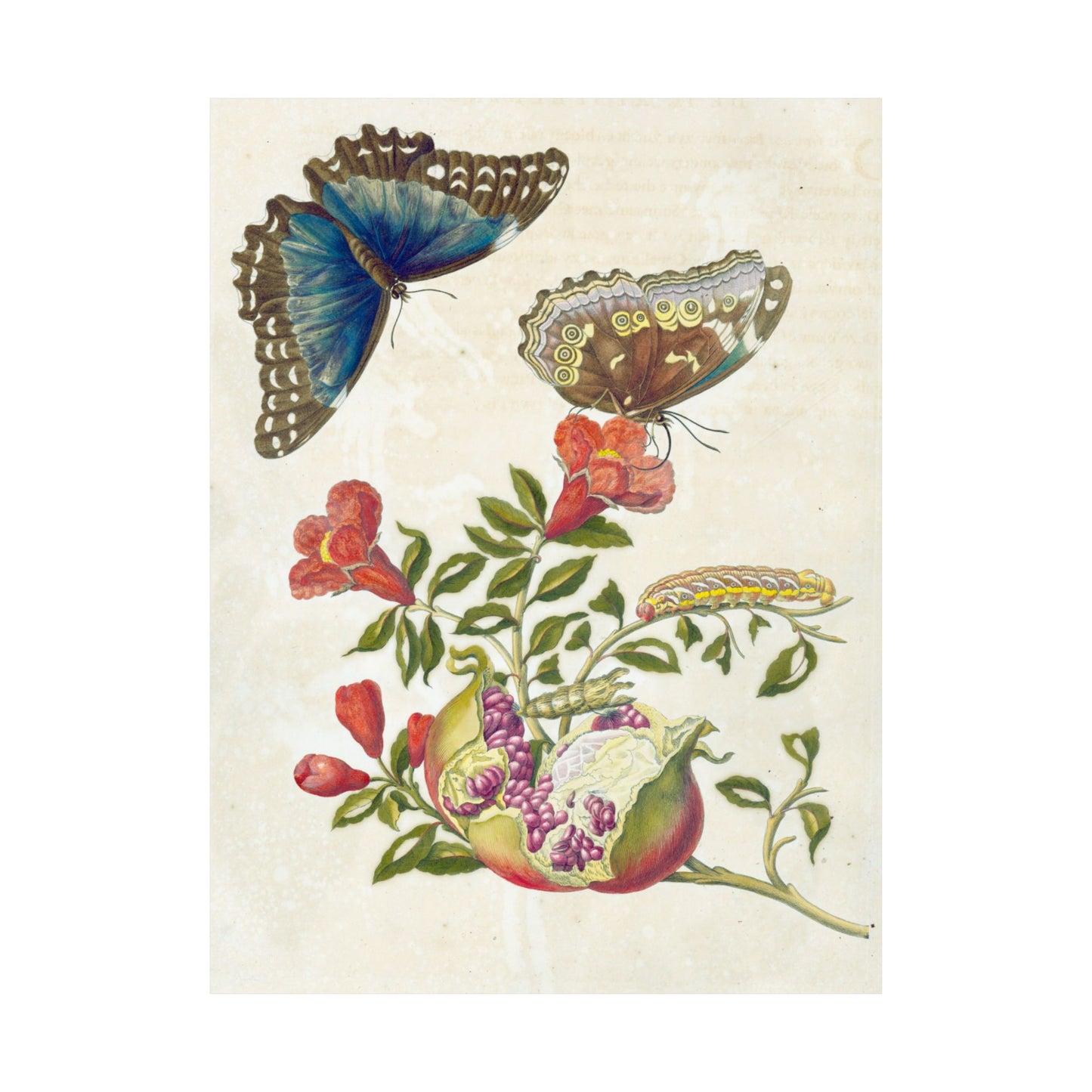 Metamorphosis Insectorum Surinamensium - Maria Sibylla Merian - Wall Poster Print
