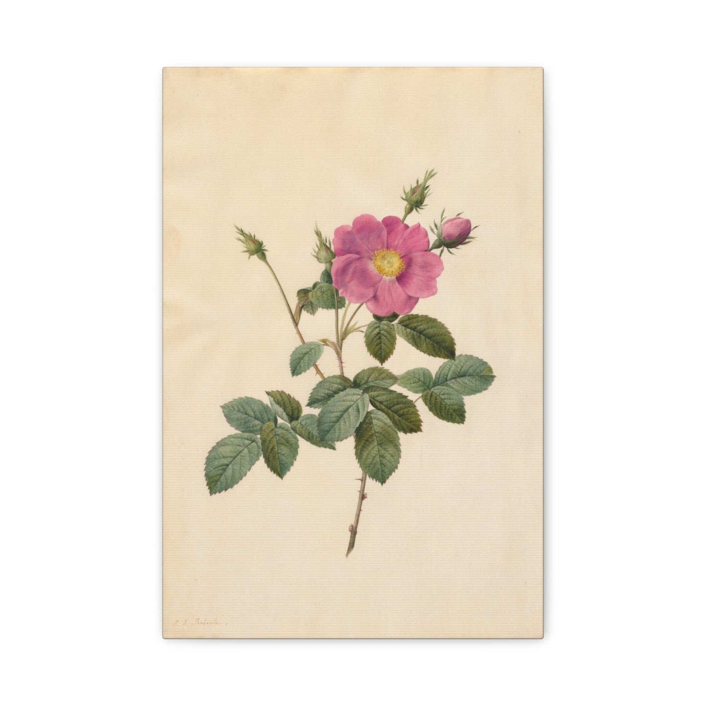 Cabbage Rose (Rosa Centifolia Simplex) - Pierre-Joseph Redouté - Stretched Canvas Print