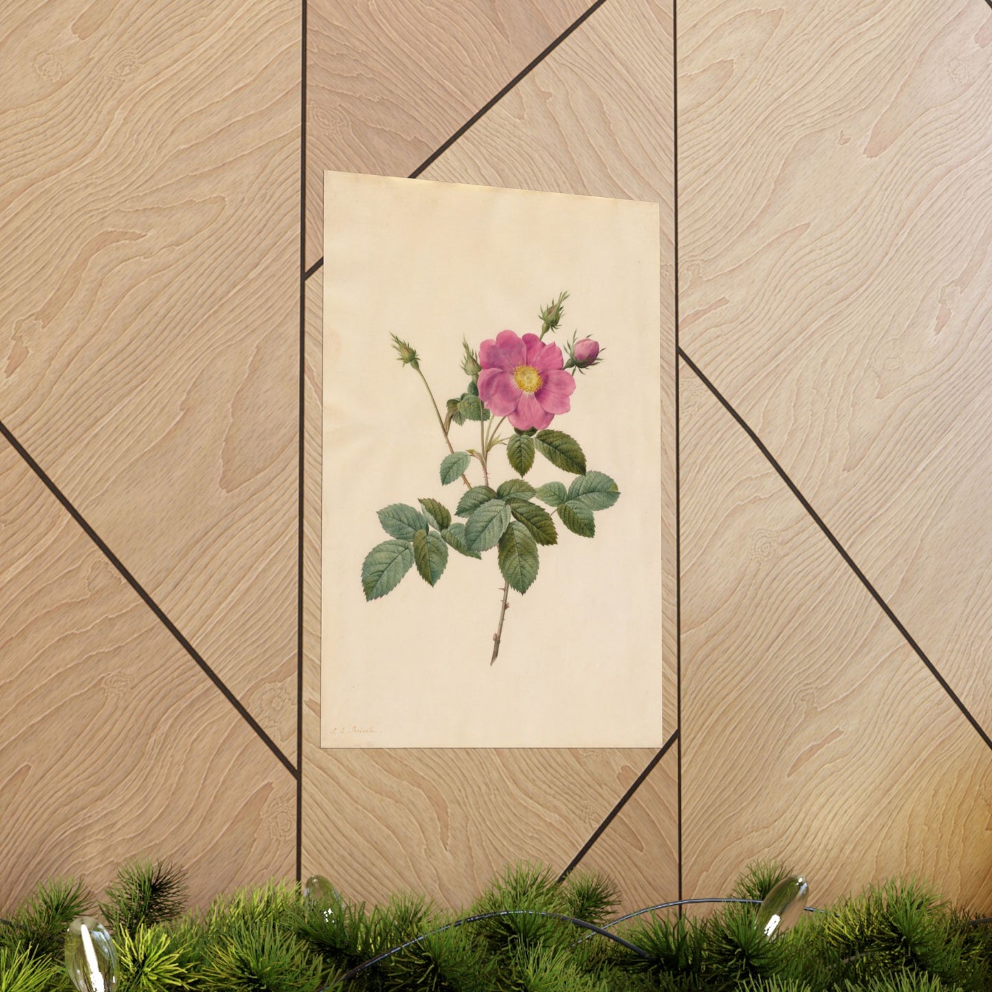 Cabbage Rose (Rosa Centifolia Simplex) - Pierre-Joseph Redouté - Wall Poster Print