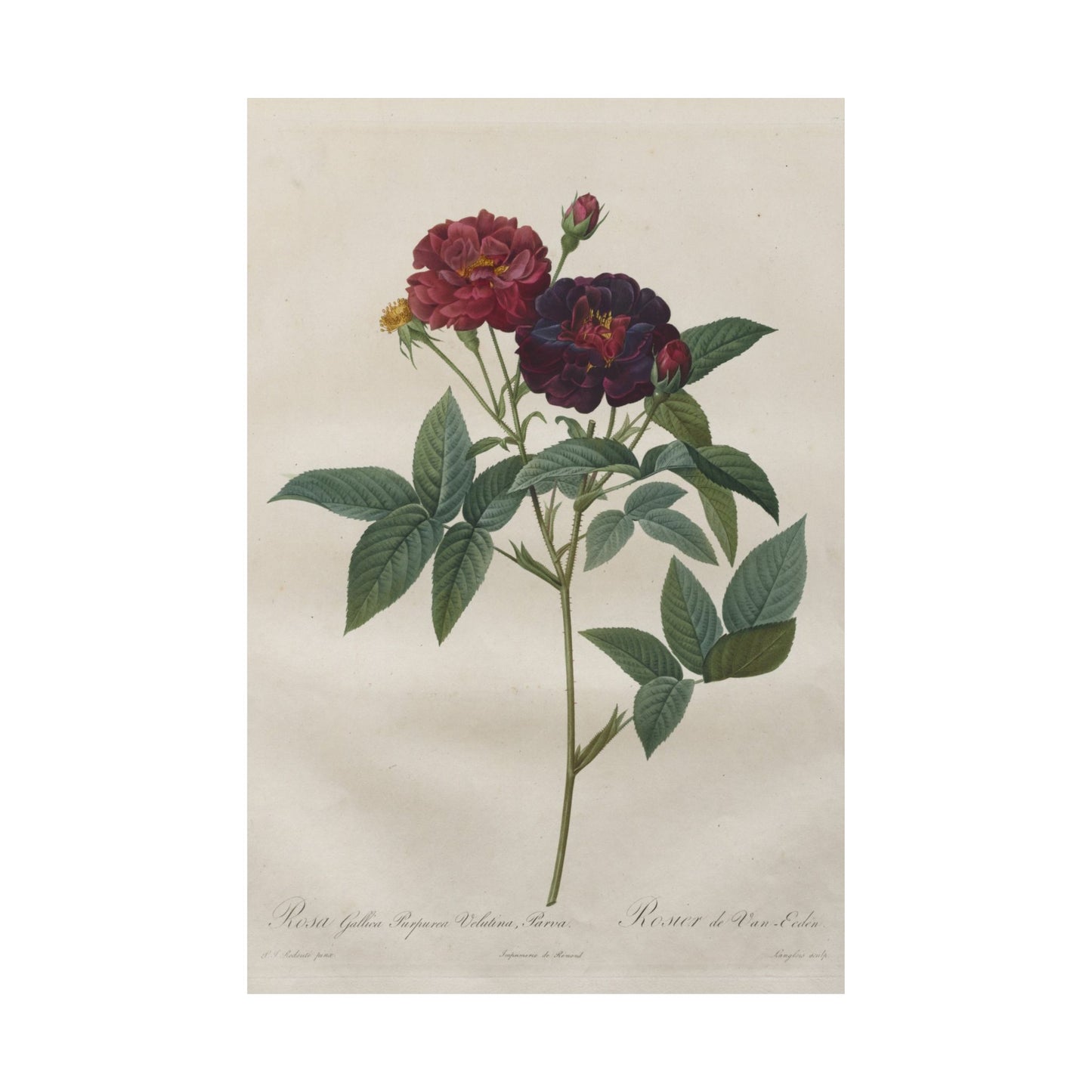 Rosa Gallica Purpurea Velutina Parva (Rosier de Van-Eeden) - Pierre-Joseph Redouté - Wall Poster Print