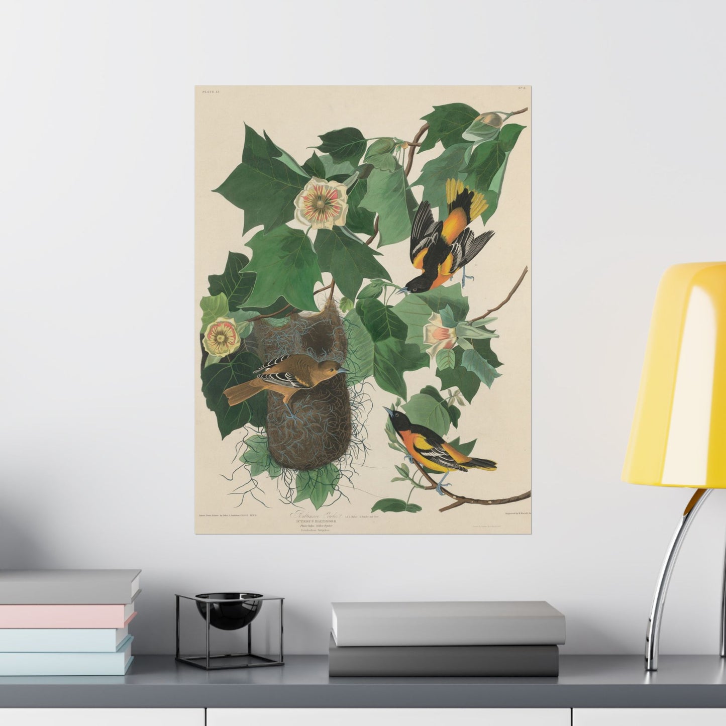 Baltimore Oriole (Birds of America) - John James Audubon - Wall Poster Print