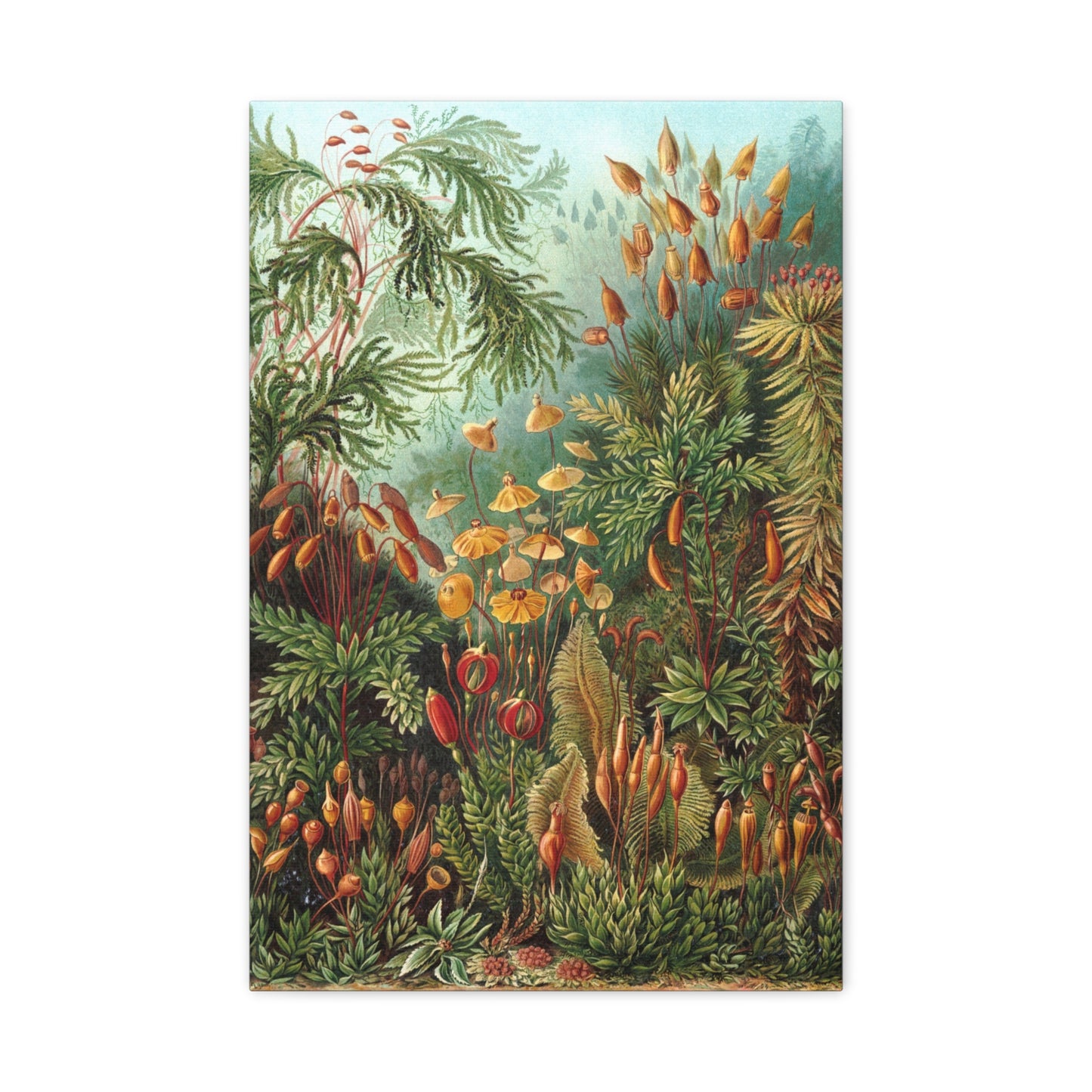 Muscinae (Mosses) - Ernst Haeckel (1904) - Stretched Canvas Print