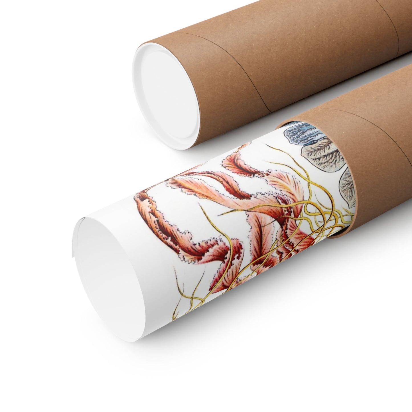 Discomedusae (Jellyfish) - Ernst Haeckel (1904) - Wall Poster Print